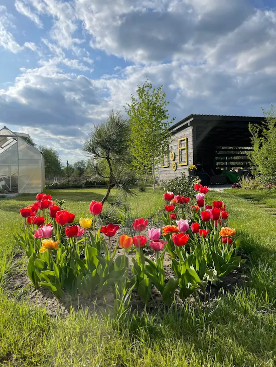 Gotowa rabata tulipanowa - efekt po wykonaniu